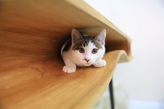 Illustration for article titled At Last, a Magical Desk That You Can Share With Your Cat